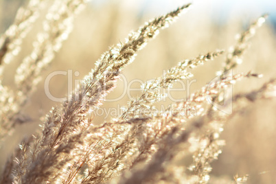 Golden grass close up