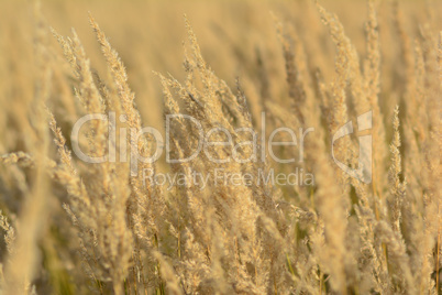 Yellow meadow, dry, tall plants in sunset light