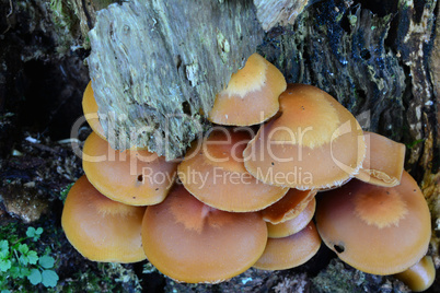 Sheathed Woodtuft mushrooms close up