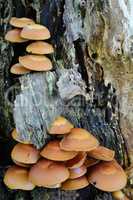 Sheathed Woodtuft mushrooms on willow stump