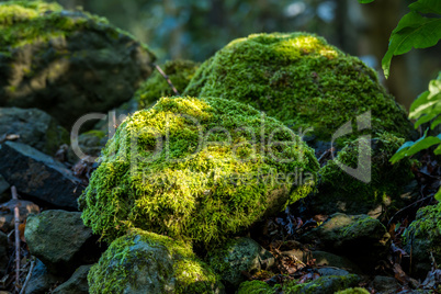 Covered rocks with moss