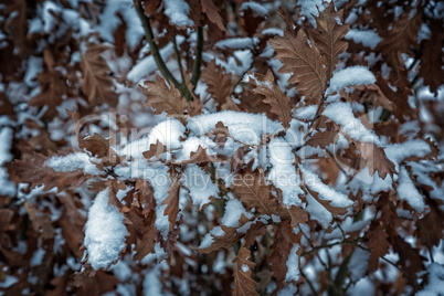 Snowy leaves in the winter oak forest
