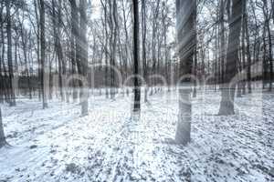 Snowy winter in the oak forest