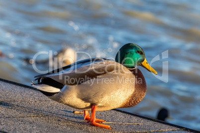 Close up from a beautiful mallard