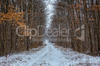 Snowy winter road in the forest
