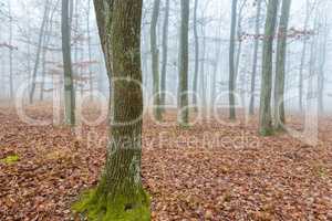 Mystic oak forest at the autumntime