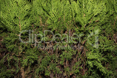 Close-up Thuja tree