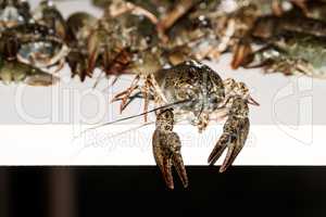 Alive crayfish closeup.