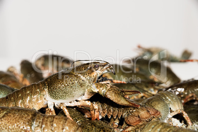 Alive crayfish closeup.