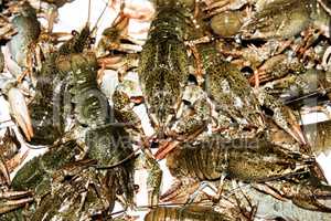 Alive crayfish closeup.