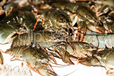 Alive crayfish closeup.