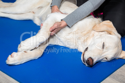 dog massage