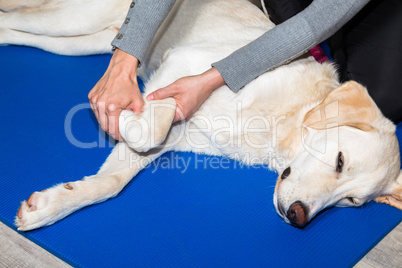 dog physiotherapy