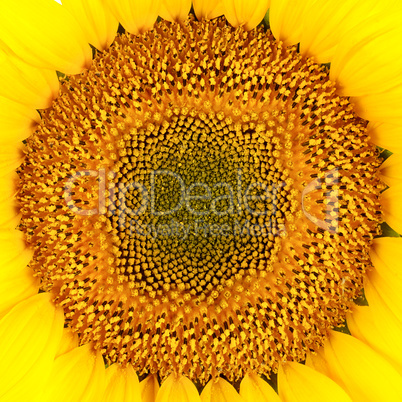 Sunflower seeds close-up
