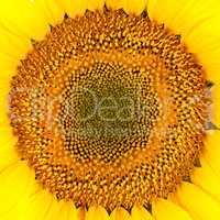 Sunflower seeds close-up