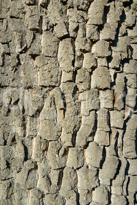 Old tree bark. Wooden texture.