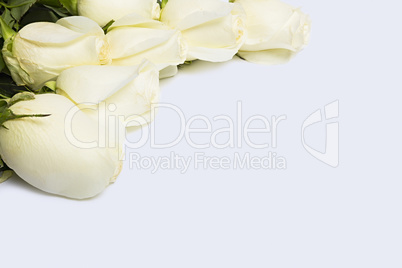 white roses isolated over the white background