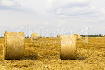 Farmers field full of hay bales