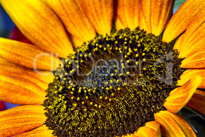 Macro of decorative sunflower. Natural yellow background