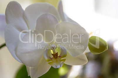 White orchid background