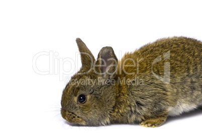 Small rabbit. Isolated on white background