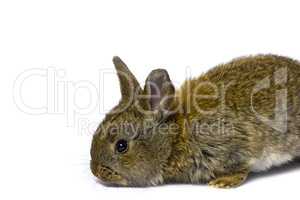 Small rabbit. Isolated on white background