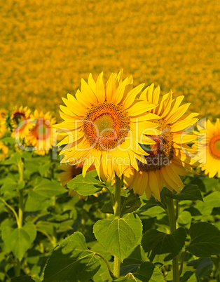 a multitude of sunflowers in a field