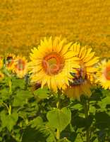 a multitude of sunflowers in a field