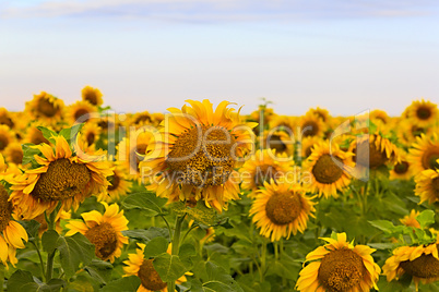 Sunflower field on a sunny day. Background of sunflower. set