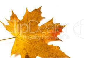 yellow maple leaf on a white background