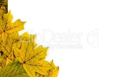 white sheet on yellow autumn leaves