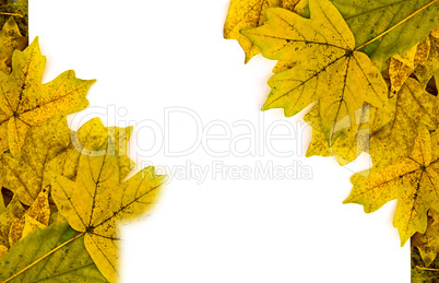 white sheet on yellow autumn leaves