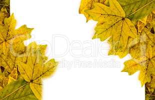 white sheet on yellow autumn leaves