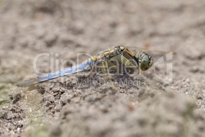 Großer Blaupfeil ? Orthetrum cancellatum