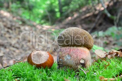 Scarletina bolete mushroom and hazelnut