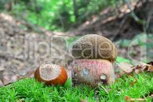 Scarletina bolete mushroom and hazelnut