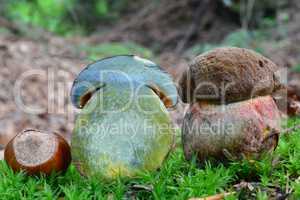 Scarletina bolete mushroom cross section