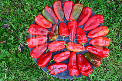 Red peppers on sheet cooker