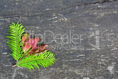 Fir twigs and oak leaves background