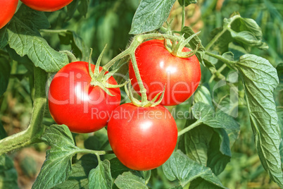 Three big ripe red tomato fruits