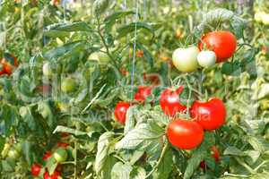 Many ripe red tomato fruits in greenhouse