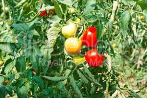 Tomato fruits in greenhouse among leaves