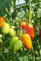 Elongated tomato fruits in greenhouse