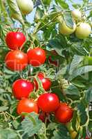 Many rounded red and green tomato fruits in greenhouse