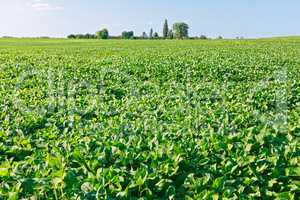 Green soybean field