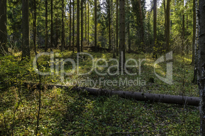 In The Autumn Forest