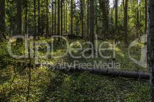 In The Autumn Forest