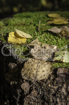 In The Autumn Forest