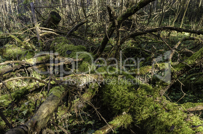 In The Autumn Forest