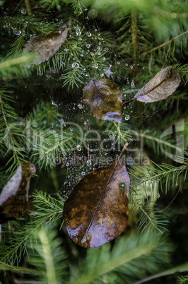 In The Autumn Forest